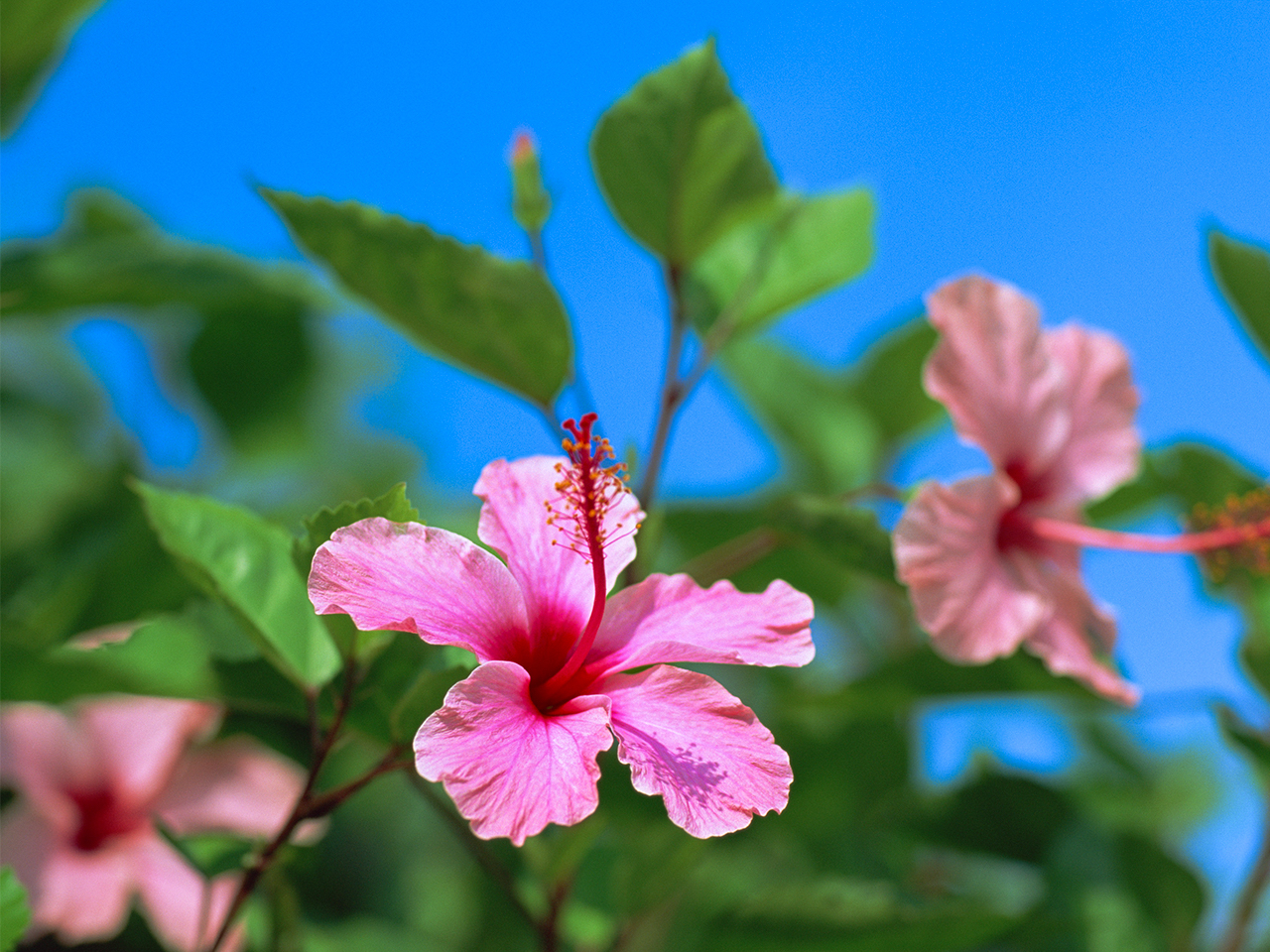 썑[h_ItHgWFjbNȃ}[i nCrXJX⃄V̖؂ʂ}[íADÕtHg^CɍœKI썑C𖞋iȂAvöꖇǂB