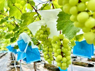 珍しい根域制限栽培。栽培管理が楽になり且つ果実品質が向上(糖度・着色アップ)。地面の防草シートにより雑草が少ないため、快適にぶどう狩りをお楽しみ頂けます。