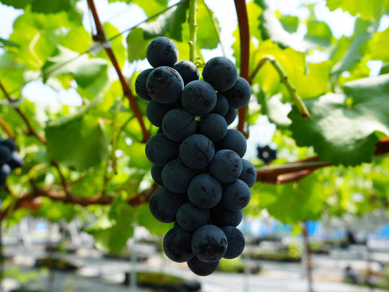 12îԂǂ͔|ByYwOK(s̔)B͔|íAVC}XJbgEiKmp[vENC[j[iEEEBKV[hXEXJ[bg