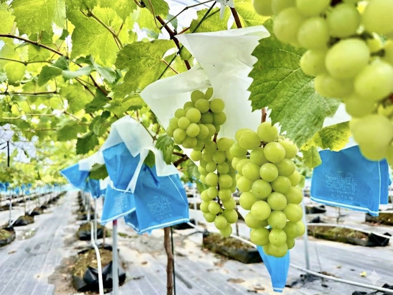 ひとくち禁断ご褒美シャインを心ゆくまで・・・★のんびり60分シャイマス食べ放題(...