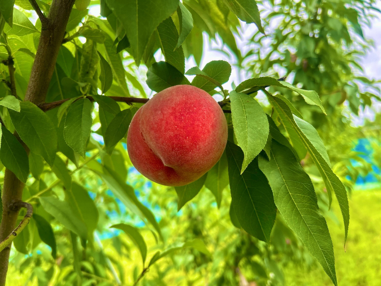 \2026年7月OPEN/日本一美しい桃並木で『収穫体験&完熟桃50分食べ放題!...