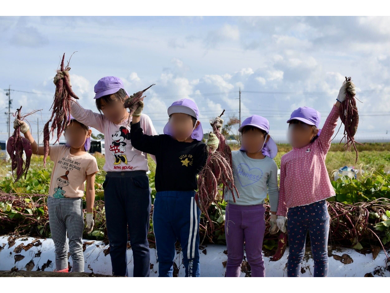 \2026年10月OPEN/~秋限定・紅はるか芋ほり体験~『1株お持ち帰り&焼き...