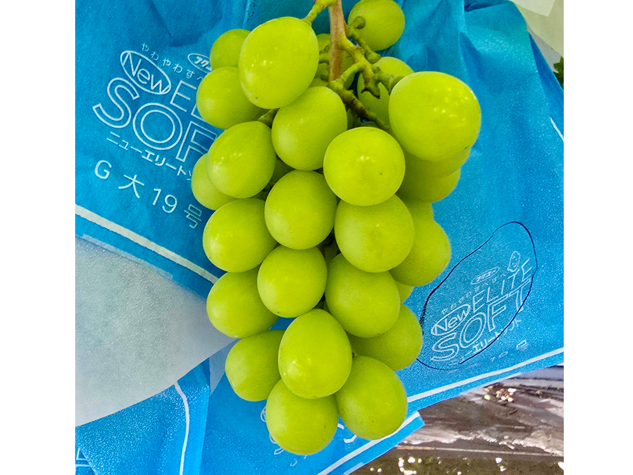 �Â��ăW���[�V�[�ȃV���C���}�X�J�b�g�B