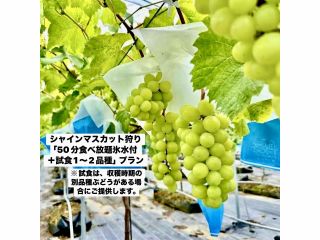 珍しい根域制限栽培。栽培管理が楽になり且つ果実品質が向上(糖度や着色がアップ)。地面の防草シートにより雑草が少ないため、快適にぶどう狩りをお楽しみ頂けます。