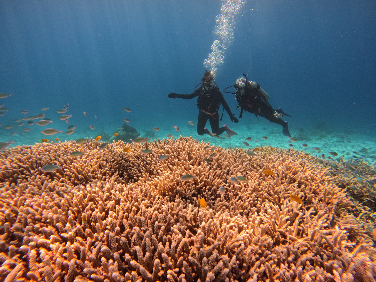 ���ڐ��ł�����萅���ώ@