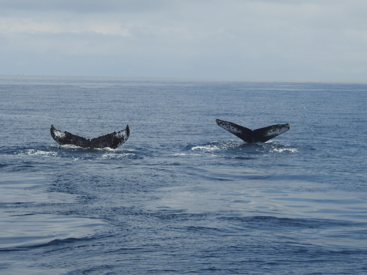 ���h�̕���`�͌̂��ꂼ��