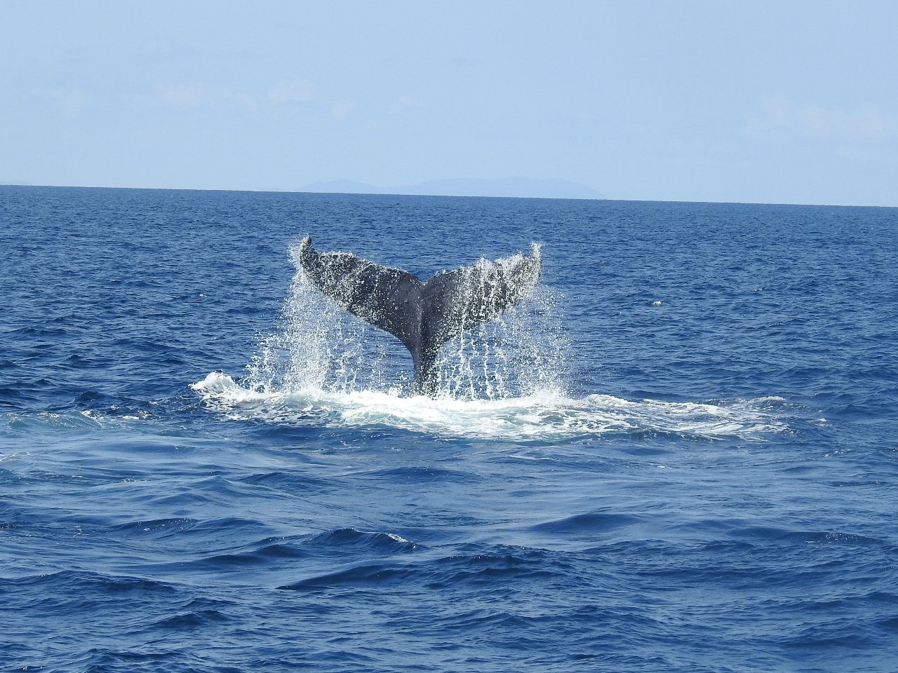 沖縄・座間味島】ホエールウォッチング＜1月末～3月末限定＞クジラが