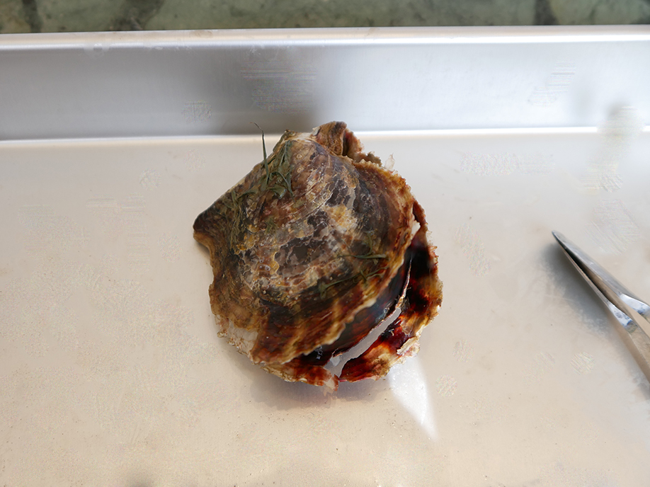 uǂȐFE`̐^삪o邩ȁHvƃhLhLȂ炠LJu