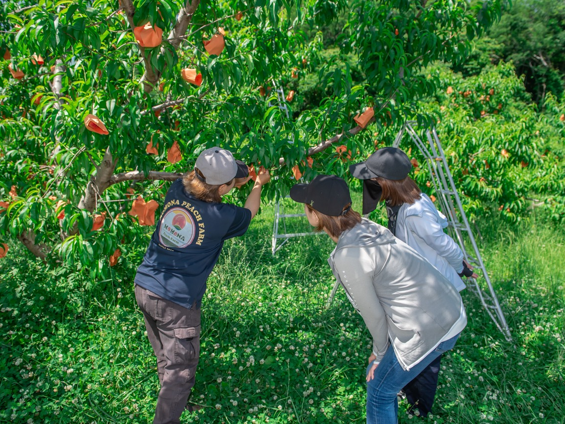 HɊy߂铍̕iA͔|̗bȂǂbĂ܂