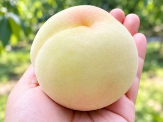 手のひらにのる、冬のひとしずく。 MOMONAピーチファームの「冬桃がたり」。 寒さの中で、ゆっくりと甘く熟しました。