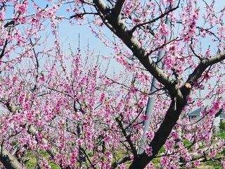 3月下旬から4月初旬には桃のお花見も楽しめます♪