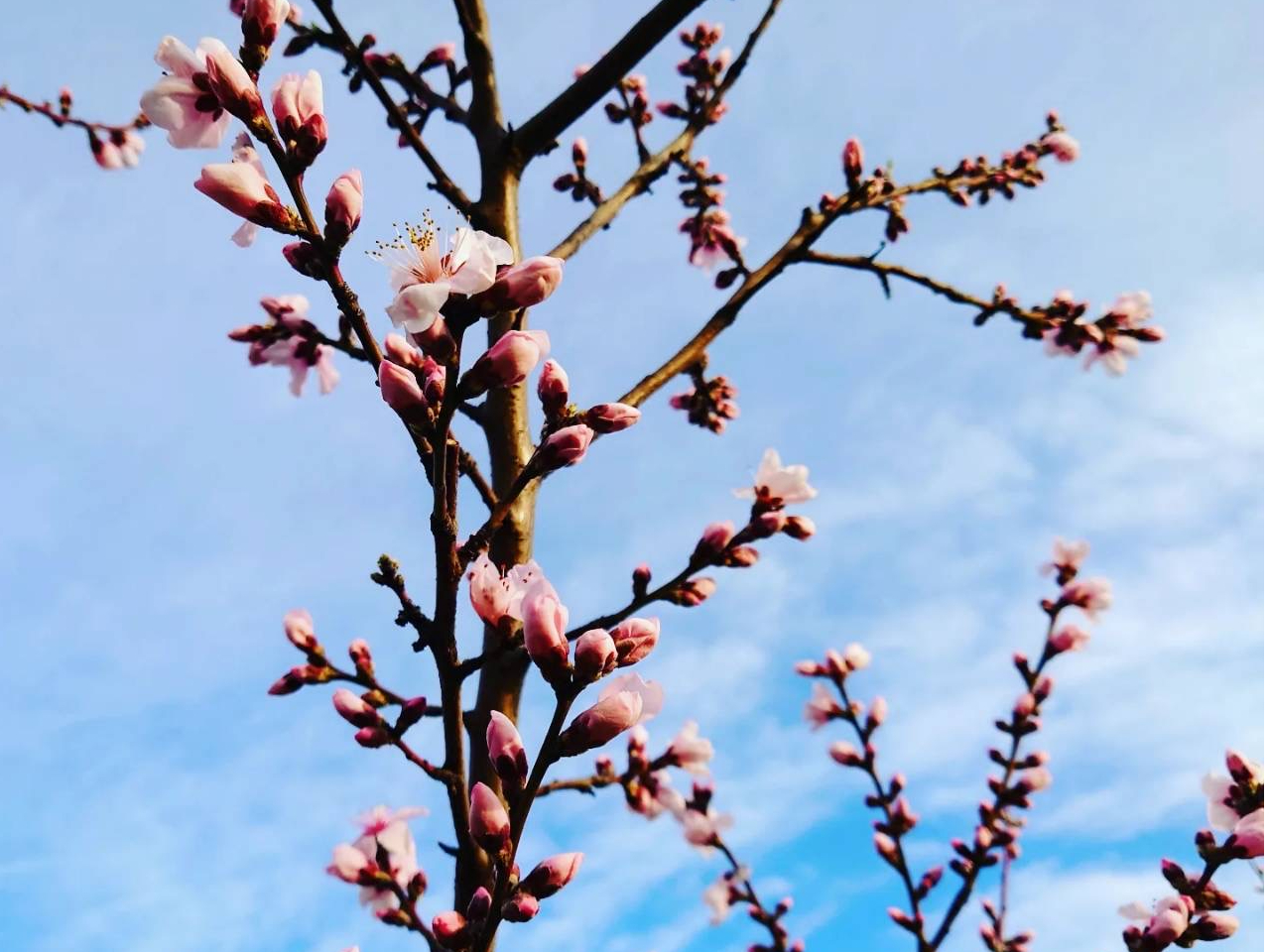 �_���œ��̂��Ԍ���i3�����{?4�����{�j