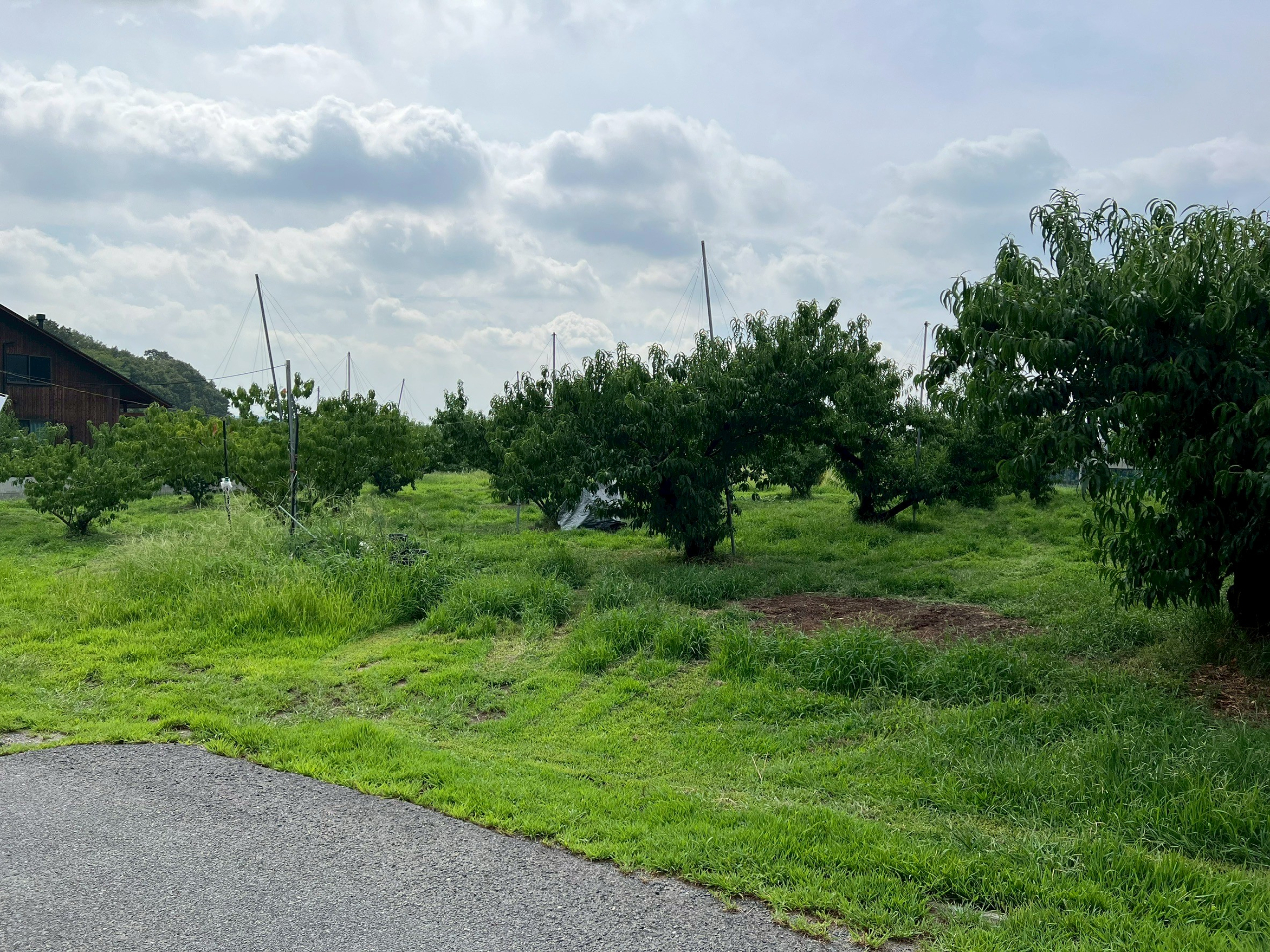 ���R�̓����͓~�̊Ԃ���؂Ȃ�����ꂪ����܂�