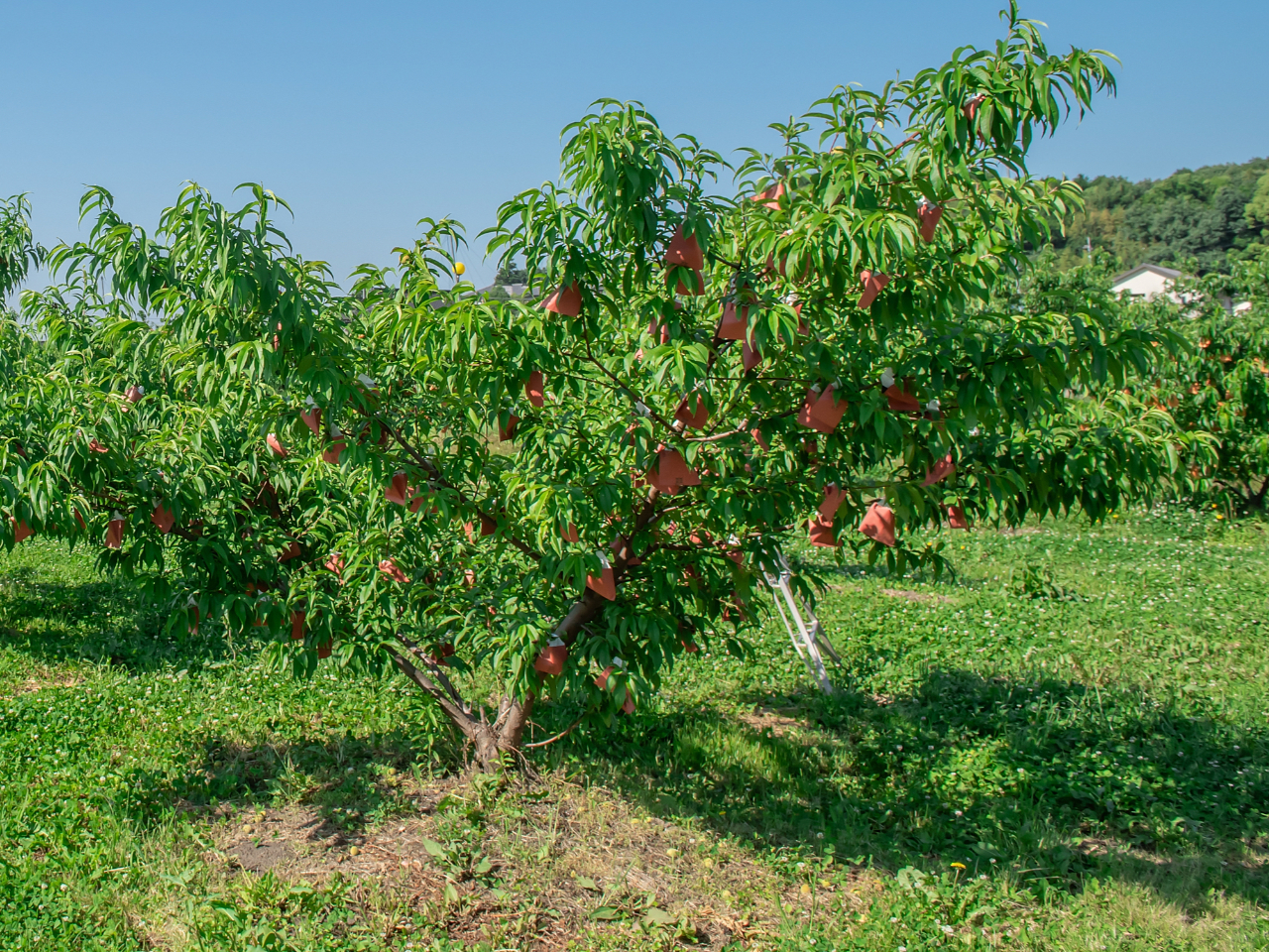 6/25～【90分コース】岡山・倉敷｜桃農家がご案内！現地で桃2品種の