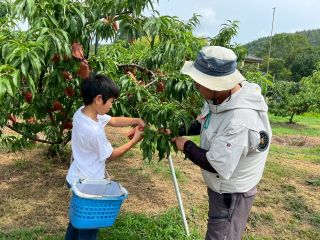 気分はすっかり桃農家!子どもと特別な体験をしてみよう