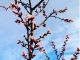 農園で桃のお花見♪(3月下旬?4月初旬)