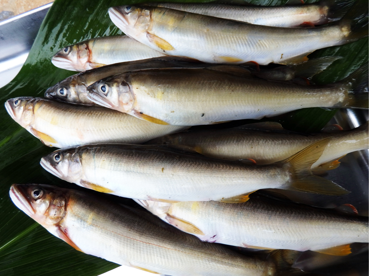 JtF̑Oɂ͍niЂjAHɂȂƓVR̃A߂܂BꍇɂẮAA񋟂ł܂̂łkiʗjB