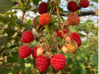 超希少！女性が嬉しい成分豊富な完熟ラズベリー摘み取り体験