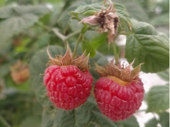 先生専用　CARNELIAN　版画　「ラズベリークリスマス」　アールビバン 先生専用 CARNELIAN 版画 「ラズベリークリスマス」 アールビバン 顔の