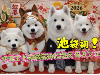 池袋初!サモエドの微笑みに会えるカフェ