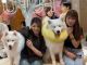 ふわふわのサモエドが勢ぞろい!写真も動画も撮り放題