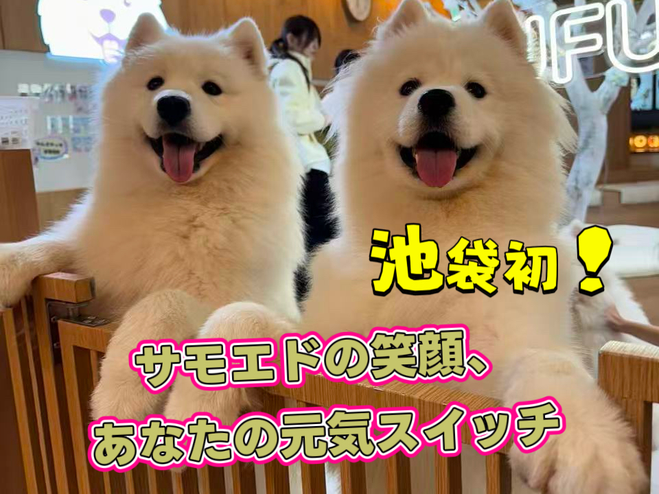 �T���G�h�̏Ί�ŐS���Ƃ낯��