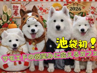 池袋初!サンシャイン通りすぐ!お買い物ついでにサモエド天国へ