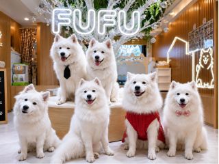 池袋初!サンシャイン通りすぐ!お買い物ついでにサモエド天国へ