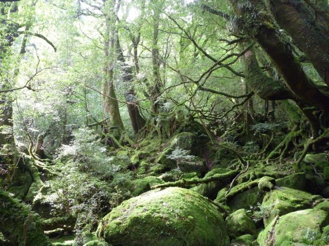 ★早朝コース★【白谷雲水峡】【無料送迎あり】絶景ポイント「太鼓岩」までのトレッキ...