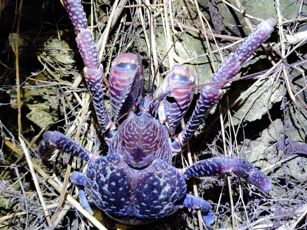 沖縄県・石垣島】ヤシガニを探しに行こう！石垣島の大自然で行うナイト