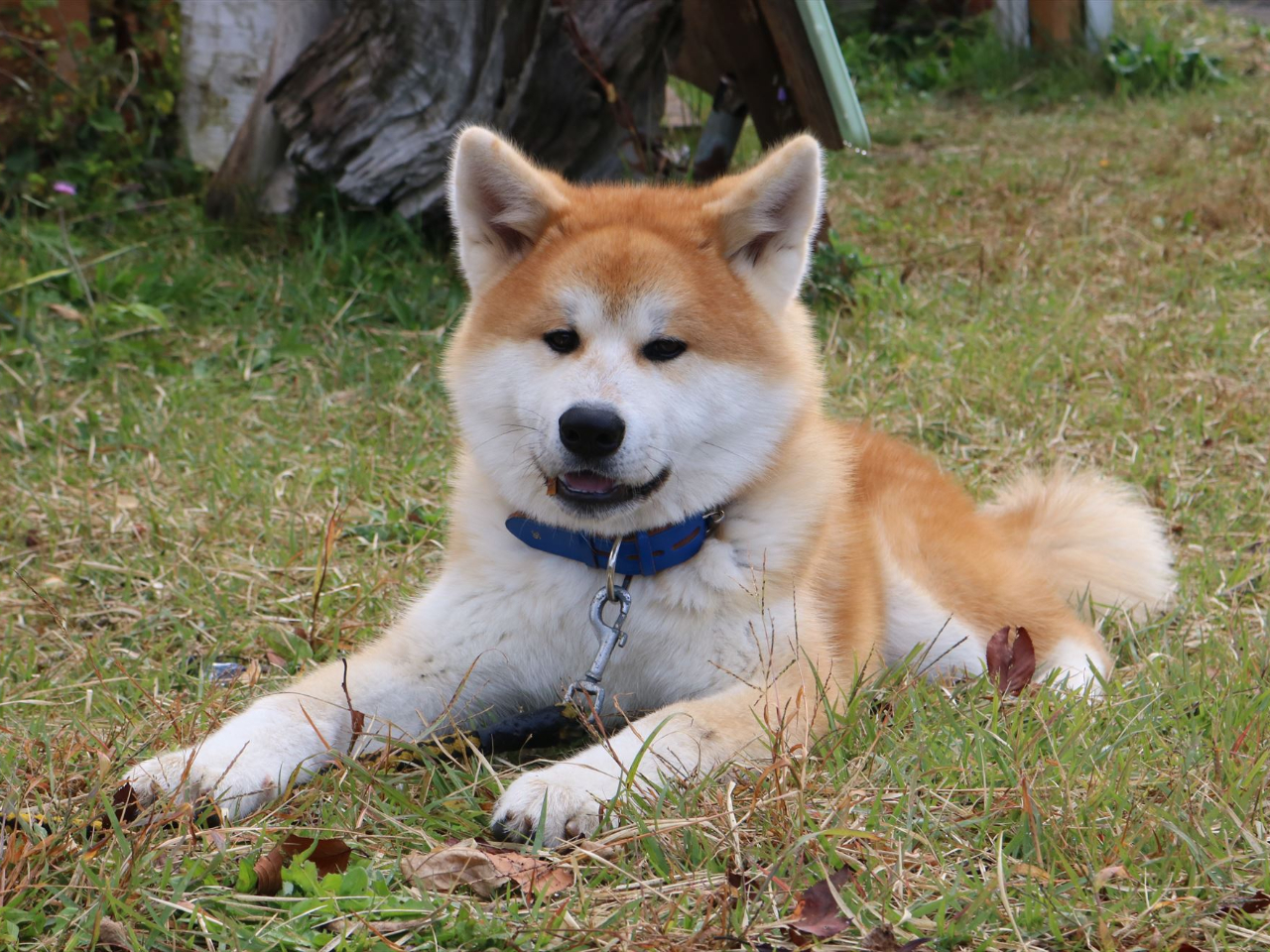 _Hću}TvłI2020N4܂̗YłUDI^