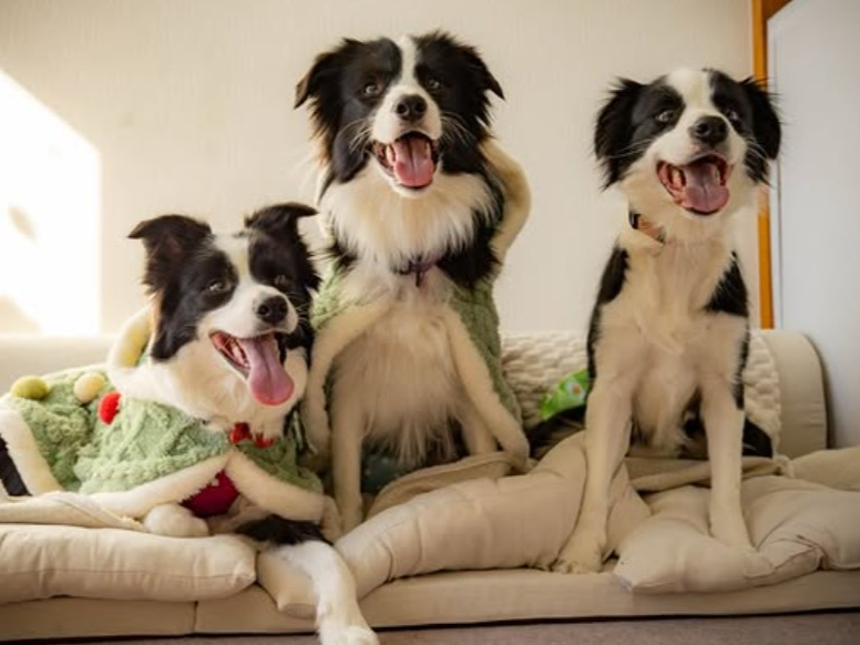 50分ボーダーコリーふれあい体験プラン(1階)お一人でのご参加も大歓迎♪~カップ...