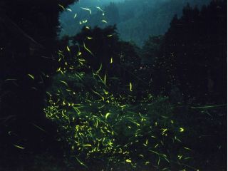 【周辺観光】6月中旬?7月中旬:小野川温泉 ほたる散策(19:30~20:30頃が見頃)