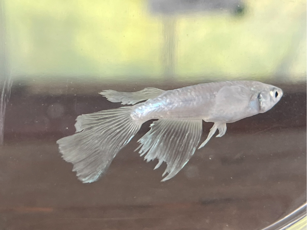 【めだかすくい体験!2匹保障♪嬉しい餌付き!】ポイが破れるまでor最大20分間す...