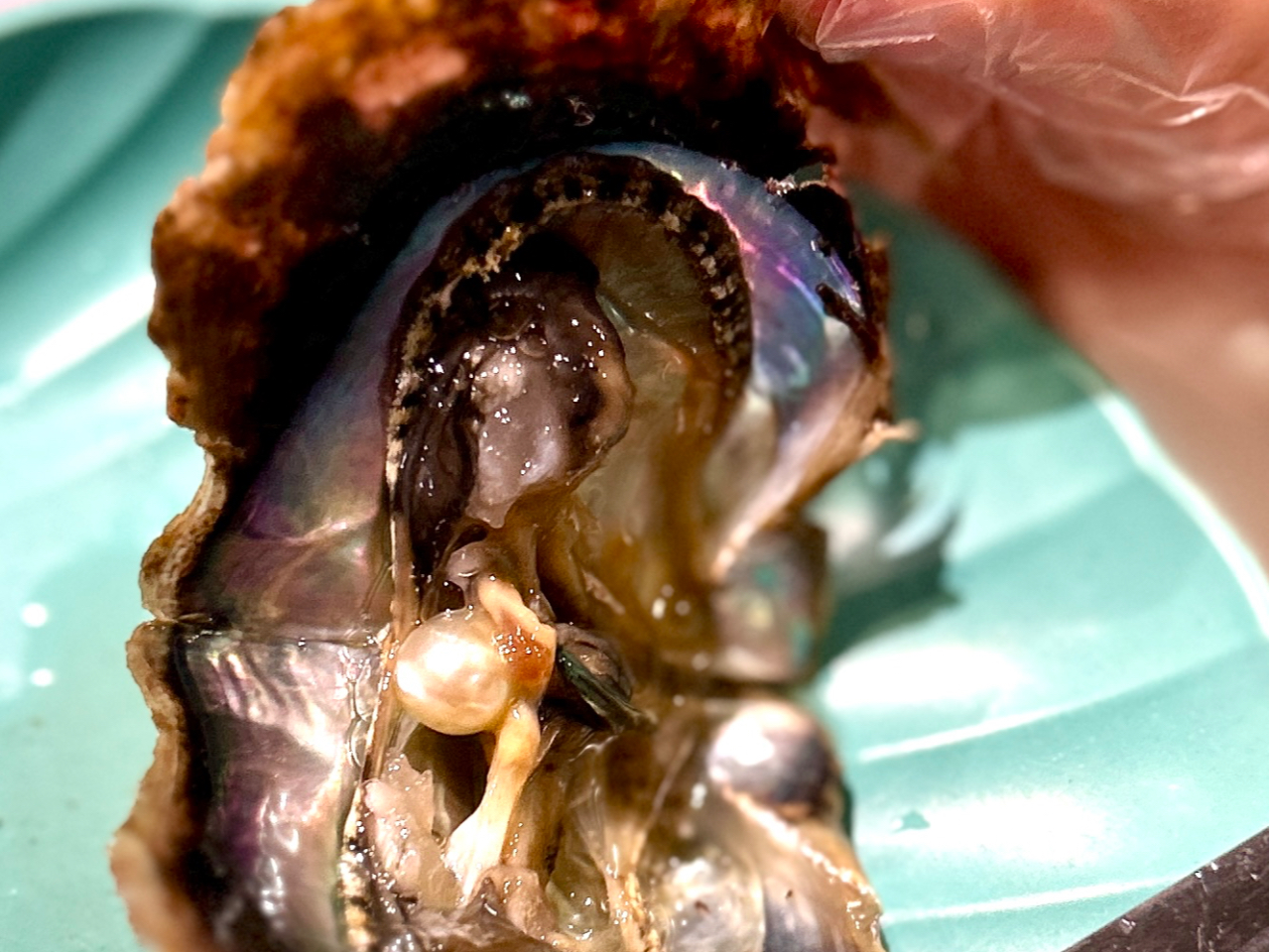 本真珠の取り出し体験!