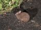 闇夜の峠道で出逢えます。国の特別天然記念物アマミノクロウサギと申します!