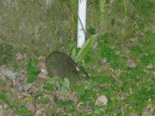 可愛い赤ちゃんのアマミノクロウサギに出逢えます!