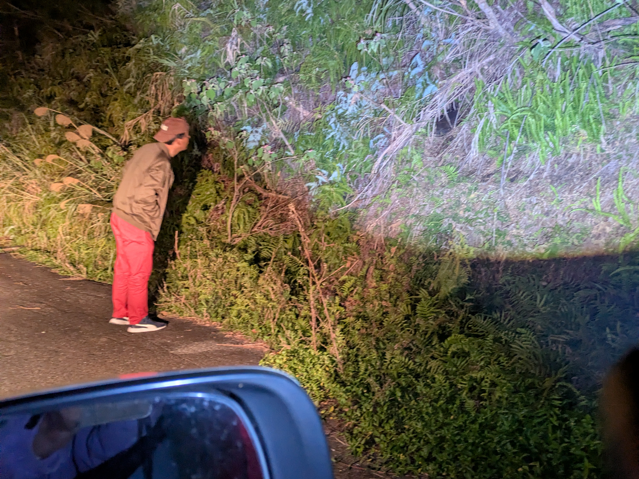 �Ŗ�̓����ŏo�����܂��B���̓��ʓV�R�L�O���A�}�~�m�N���E�T�M�A�����I�I