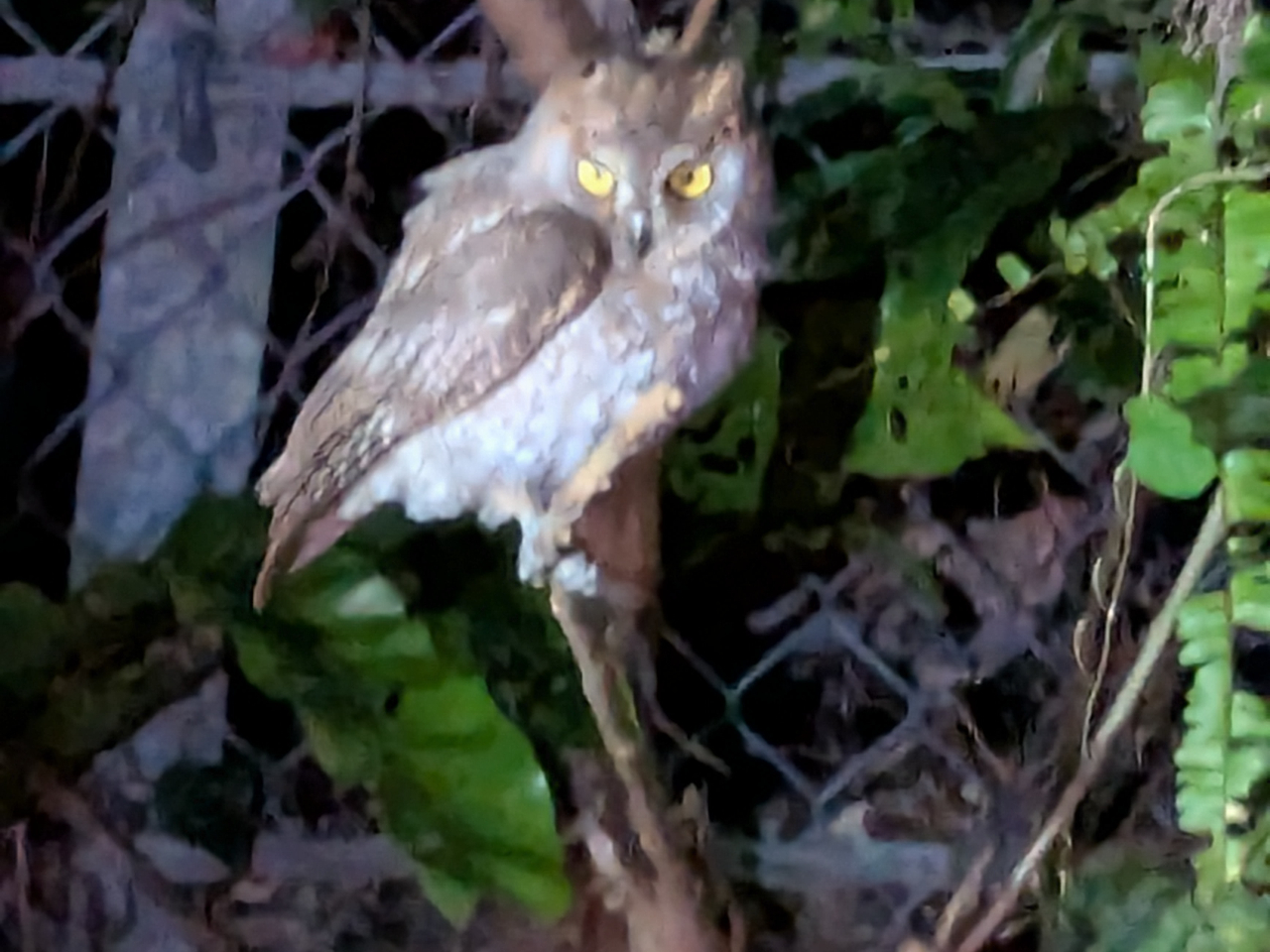 ���̓V�R�L�O���󏭎�ɂ��o������`�����X�A�����E�L���E�R�m�n�Y�N�A�̒��Q�Q�Z���`