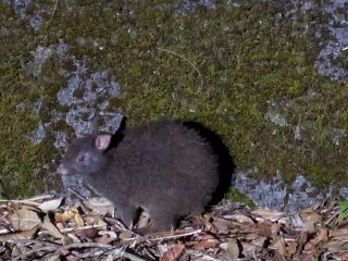 可愛い赤ちゃんのアマミノクロウサギに出逢えます!