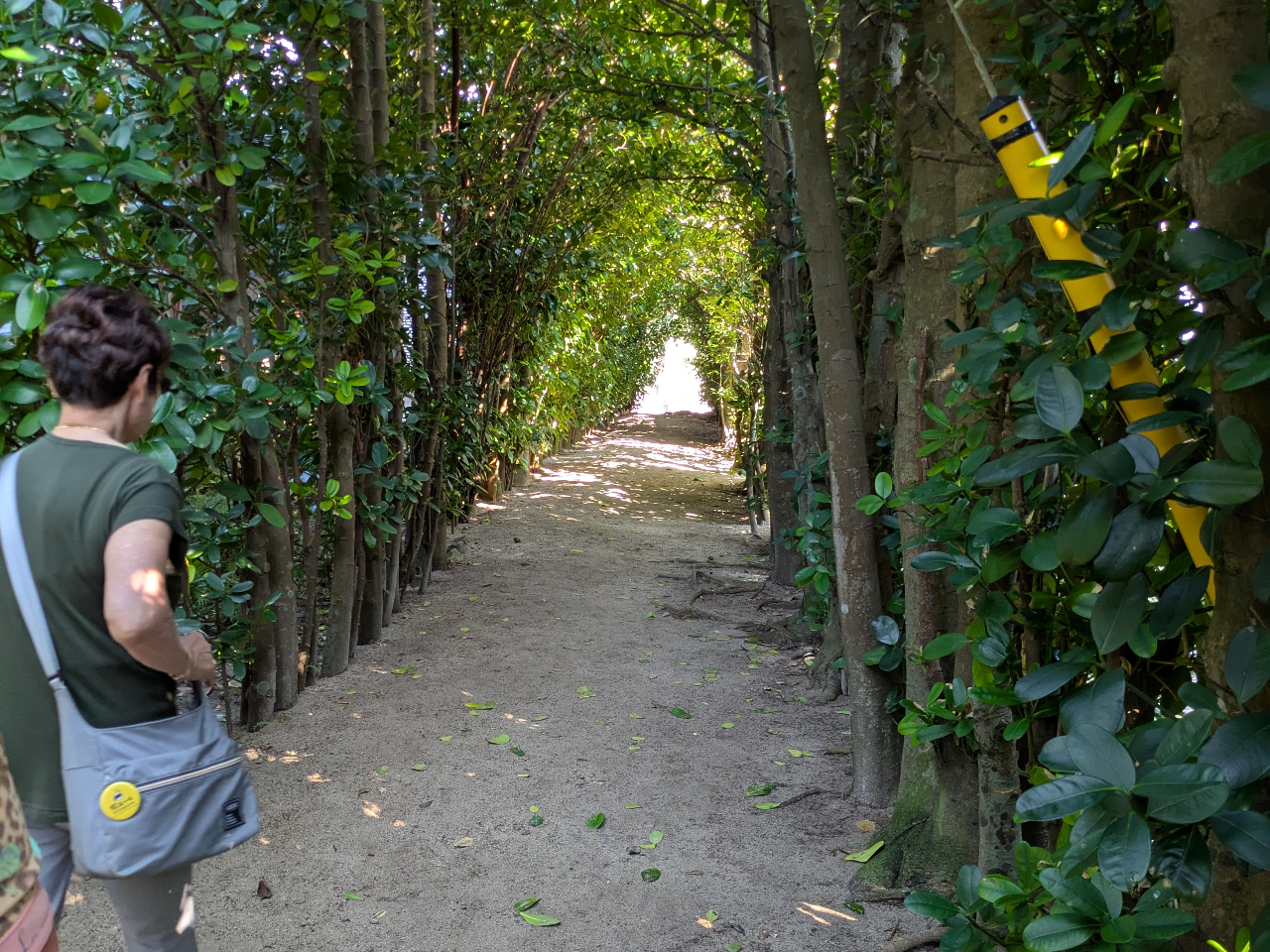 ぶらり集落巡り、大和村国直集落。くぐると幸せが訪れるといわれるフクギトンネル