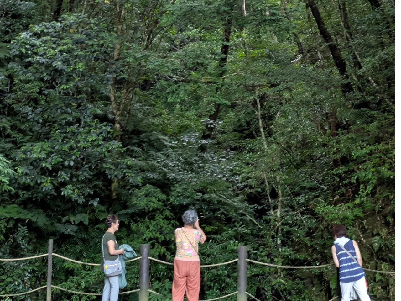 まるで、森の妖精に出逢えそう、、静かで透明な空間で癒されませんか、