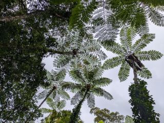 奄美大島世界自然遺産、金作原原生林ツアー、ヒカゲヘゴの群生を下から見上げ、太古の昔が蘇ります。