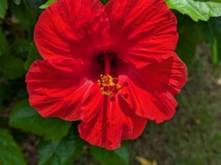 奄美大島は夏真っ盛り!!島を彩る花々が情熱的に咲き乱れています。