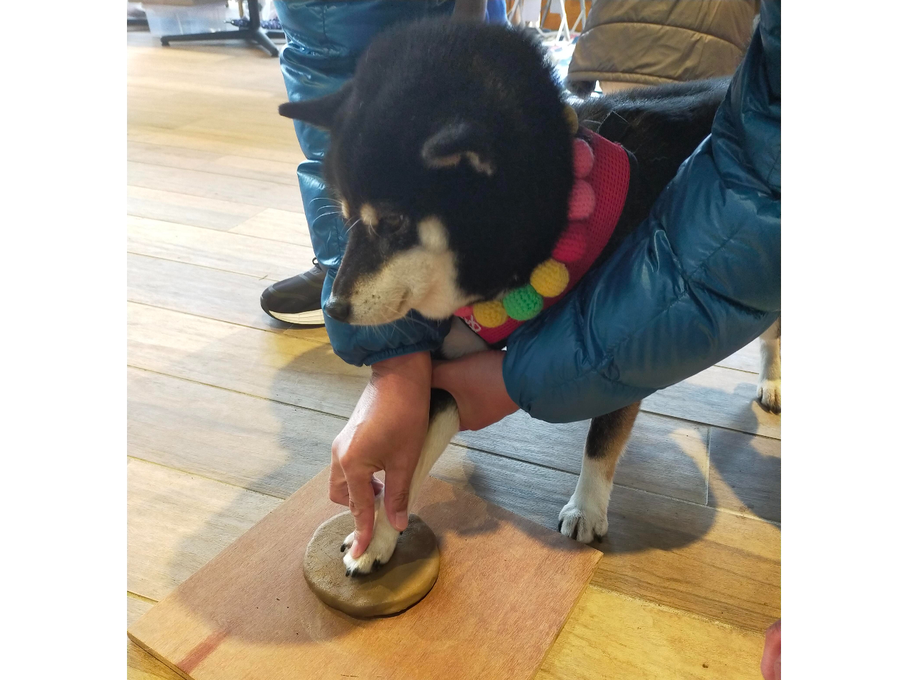 飼い主さんとワンちゃんの共同作業