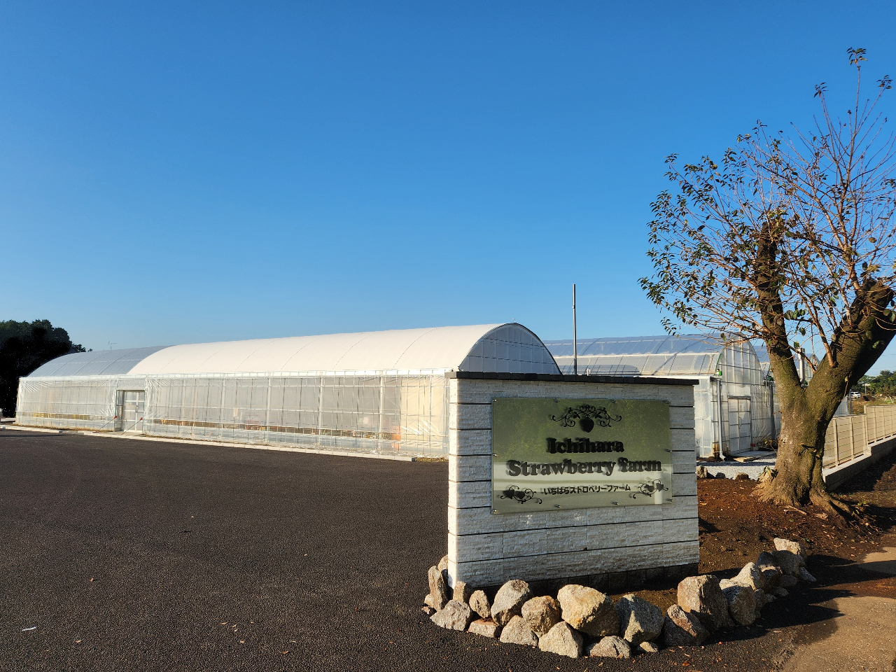 いちご狩りNew Open!〈開催日未定〉【いちご狩り】4品種食べ放題♪ 現在は...