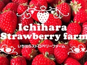 【3/20~5/6】☆New Open☆【いちご狩り】4品種30分食べ放題♪ じ...
