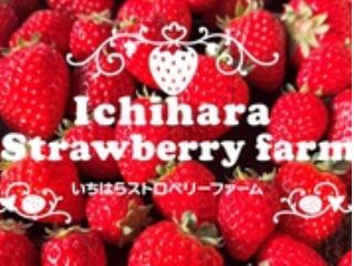 いちはらストロベリーファーム