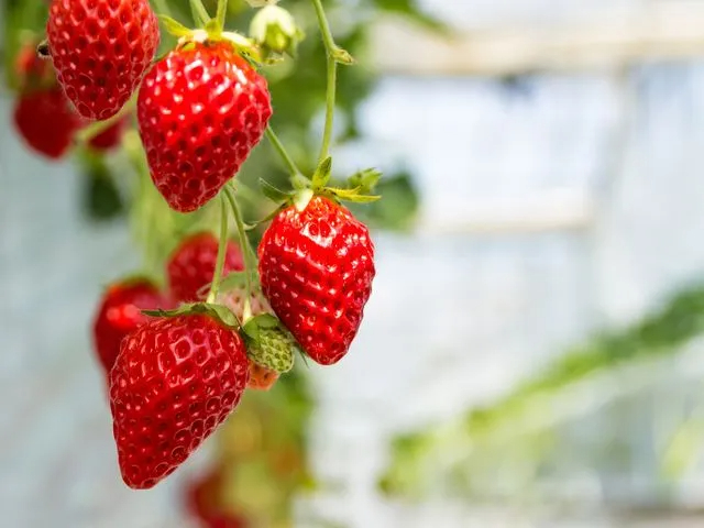 ́Aݍ͔|̂ߗ܂܂ĂƂł܂