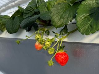 少しずつ赤く色づいていきます♪